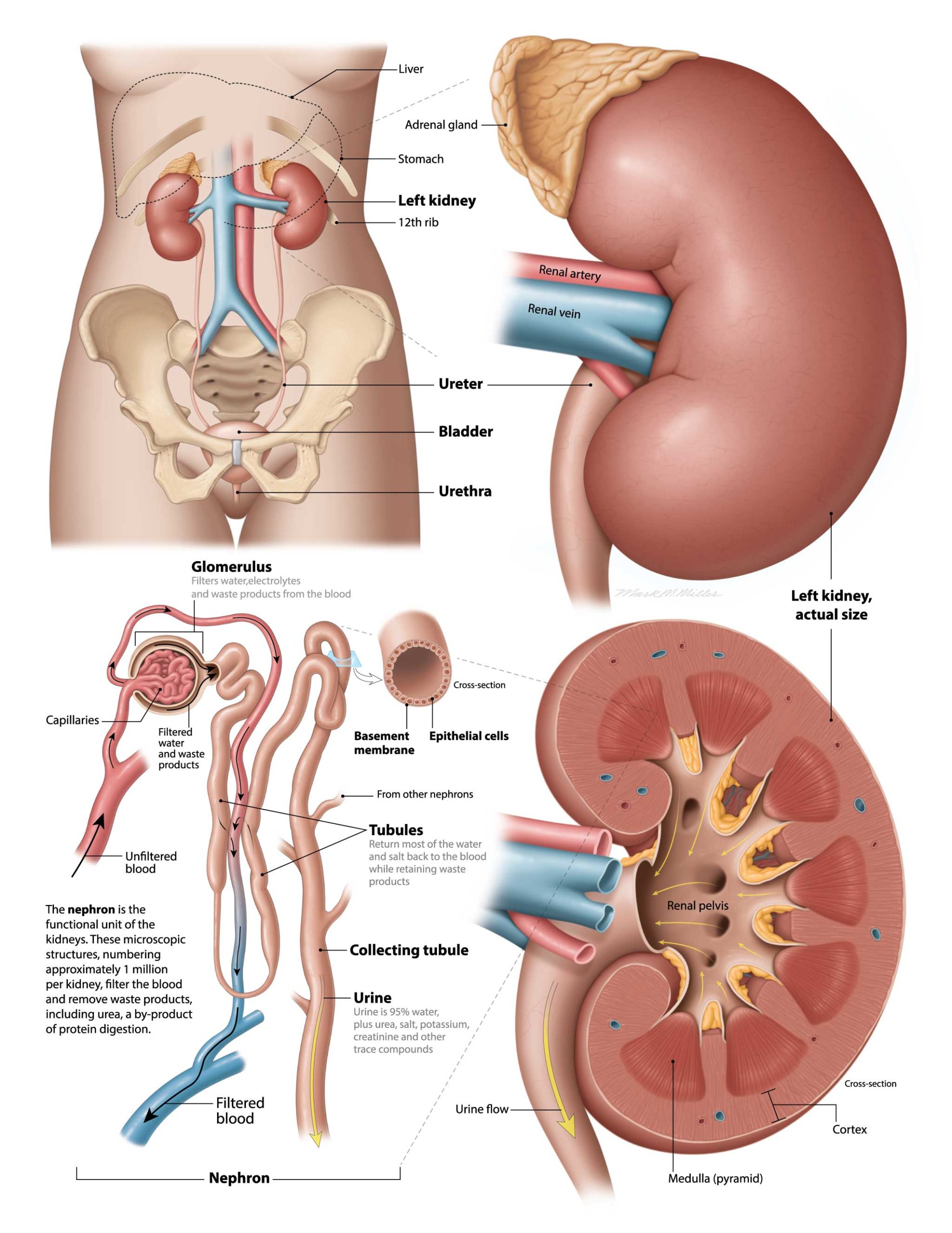 Kidney 101 PKD Foundation