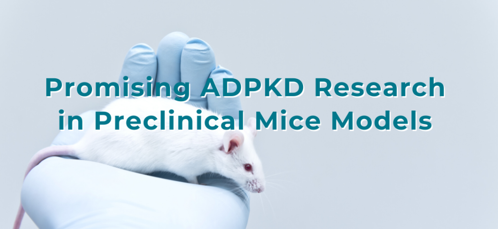 Promising ADPKD Research in Preclinical Mice Models | PKD Foundation Blog
