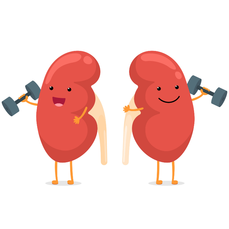 World Kidney Day: Know Your Kidneys | PKD Foundation Blog